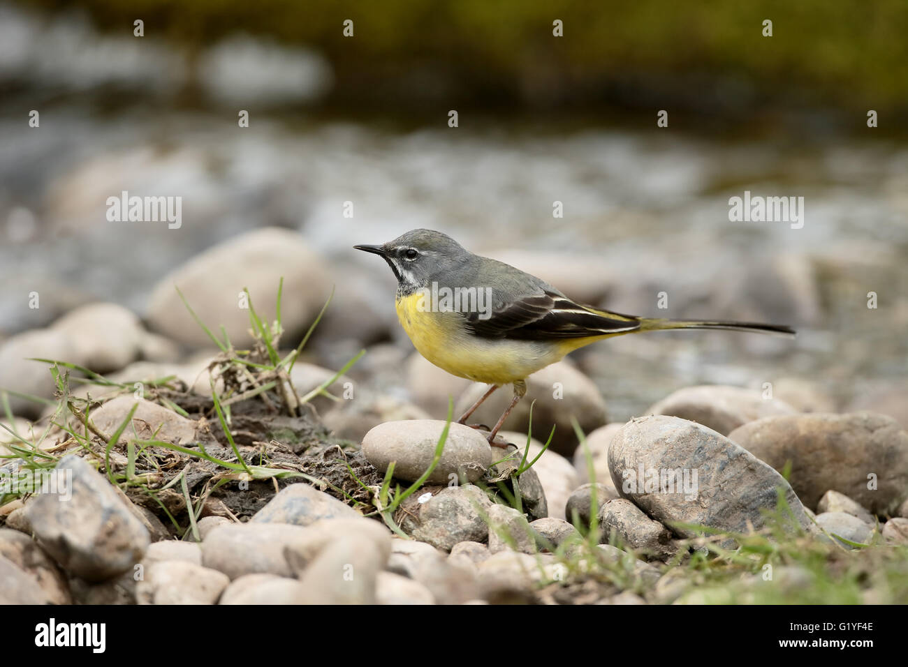 Graue Bachstelze, Motacilla Cinerea, einzelnes Männchen durch Wasser, Warwickshire, April 2016 Stockfoto