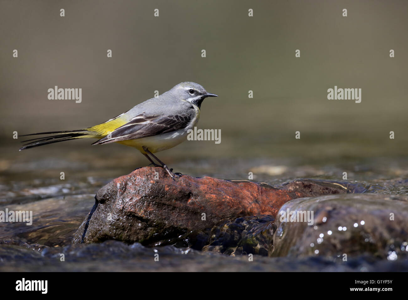 Graue Bachstelze, Motacilla Cinerea, einzelnes Männchen durch Wasser, Warwickshire, April 2016 Stockfoto