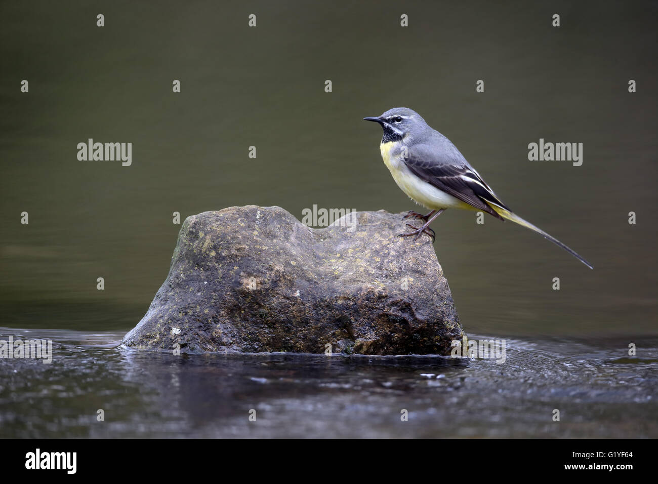 Graue Bachstelze, Motacilla Cinerea, einzelnes Männchen durch Wasser, Warwickshire, April 2016 Stockfoto