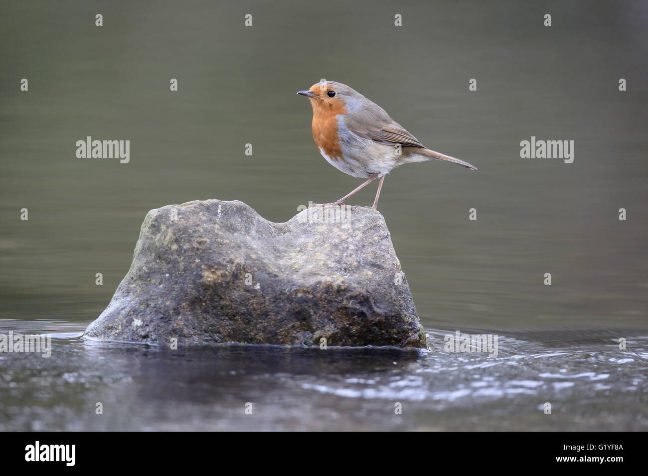 Robin, Erithacus Rubecula, einzelne Vogel auf Felsen im Wasser, Warwickshire, April 2016 Stockfoto