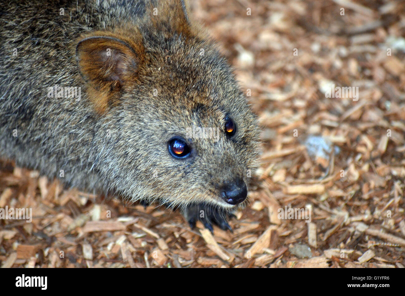 Quokka (Setonix), einem süßen, kleinen australischen Känguru Stockfoto