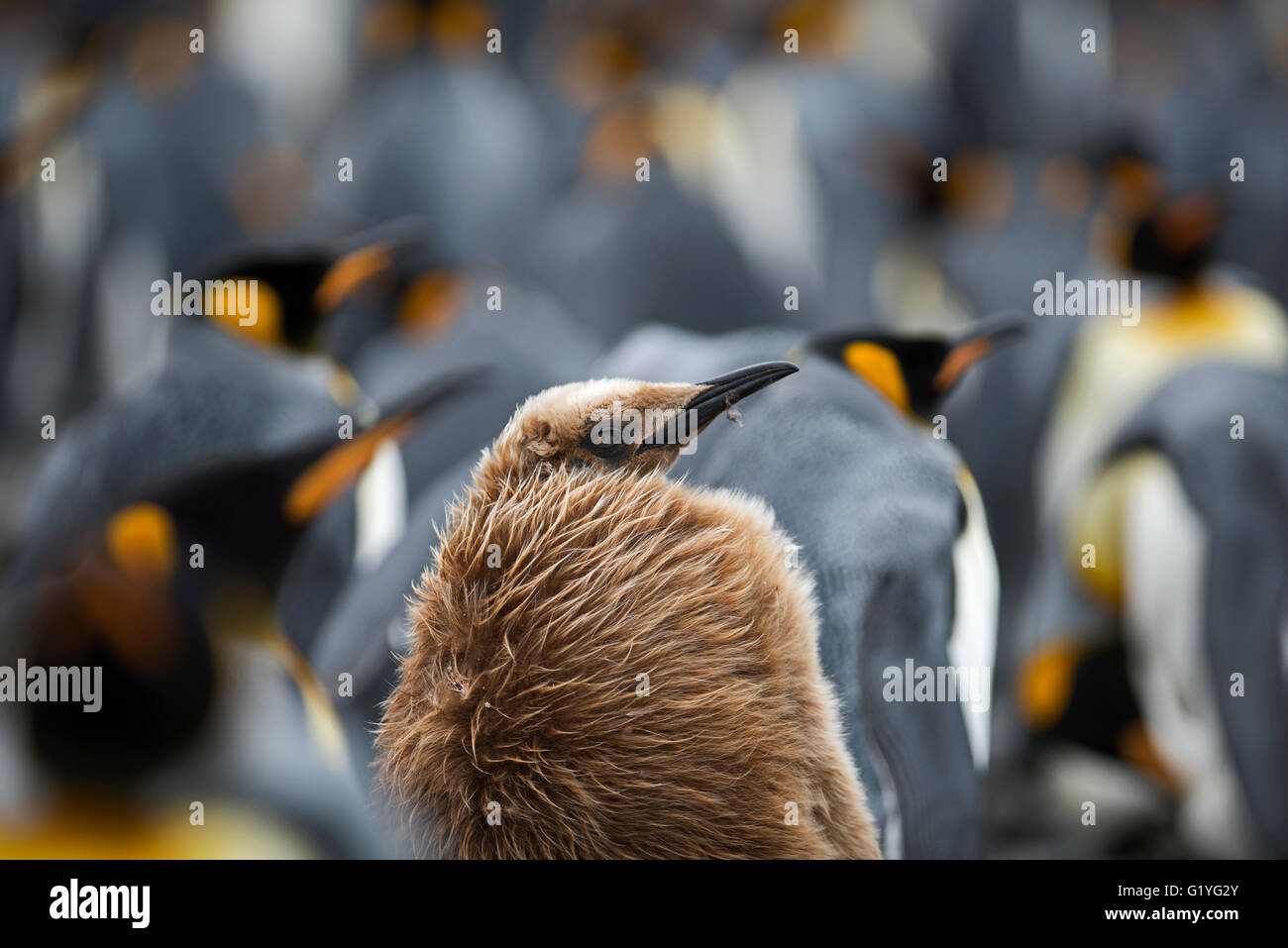 King Penguin Aptenodyres Patagonicus Juvenile (Bast-Boy) in Kolonie in Holmestrand Südgeorgien Stockfoto