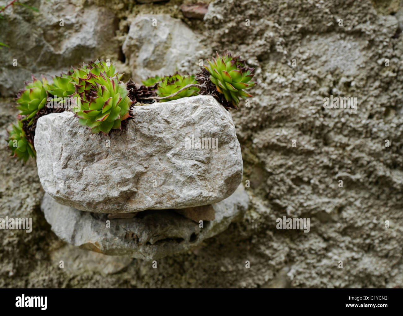 Sukkulente wächst auf einer Steinmauer Ican Istrien Kroatien Stockfoto
