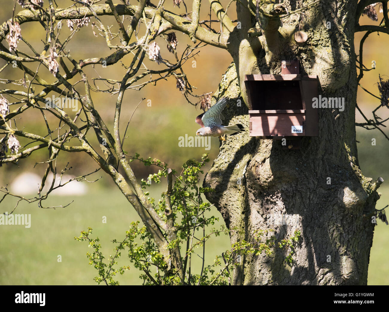 Wilde weiblicher Turmfalke (Falco Tinnunculus) verlassen des Nestes box auf der Suche nach Beute Stockfoto