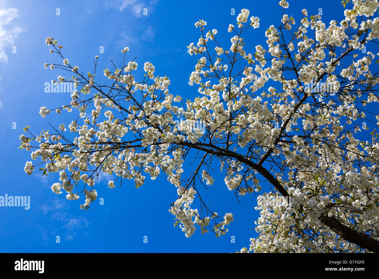 White Blossom unter einem blauen Himmel. Stockfoto