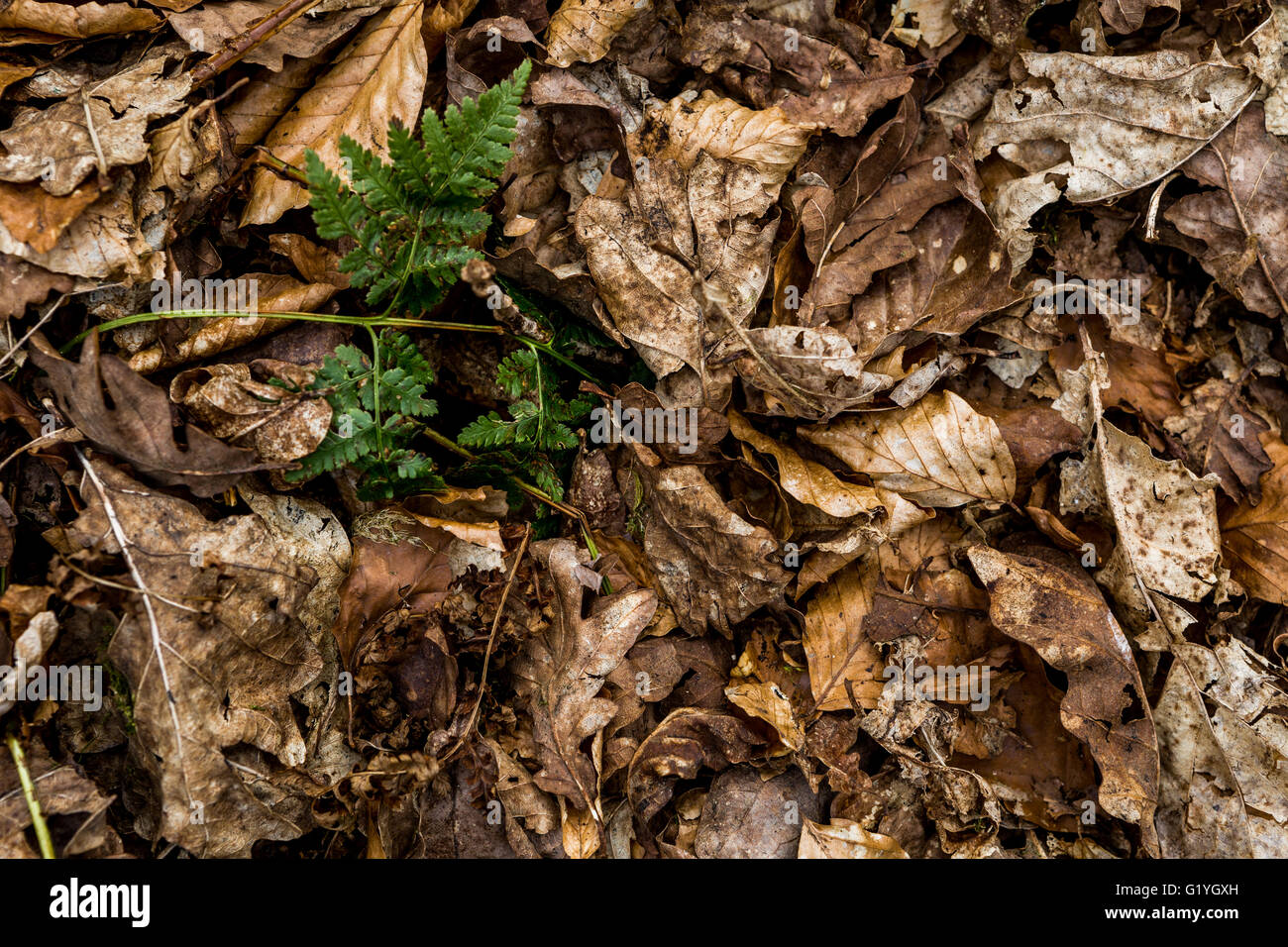 Ersten Hauch von Bracken unter gefallenen Herbst Blätter. Stockfoto