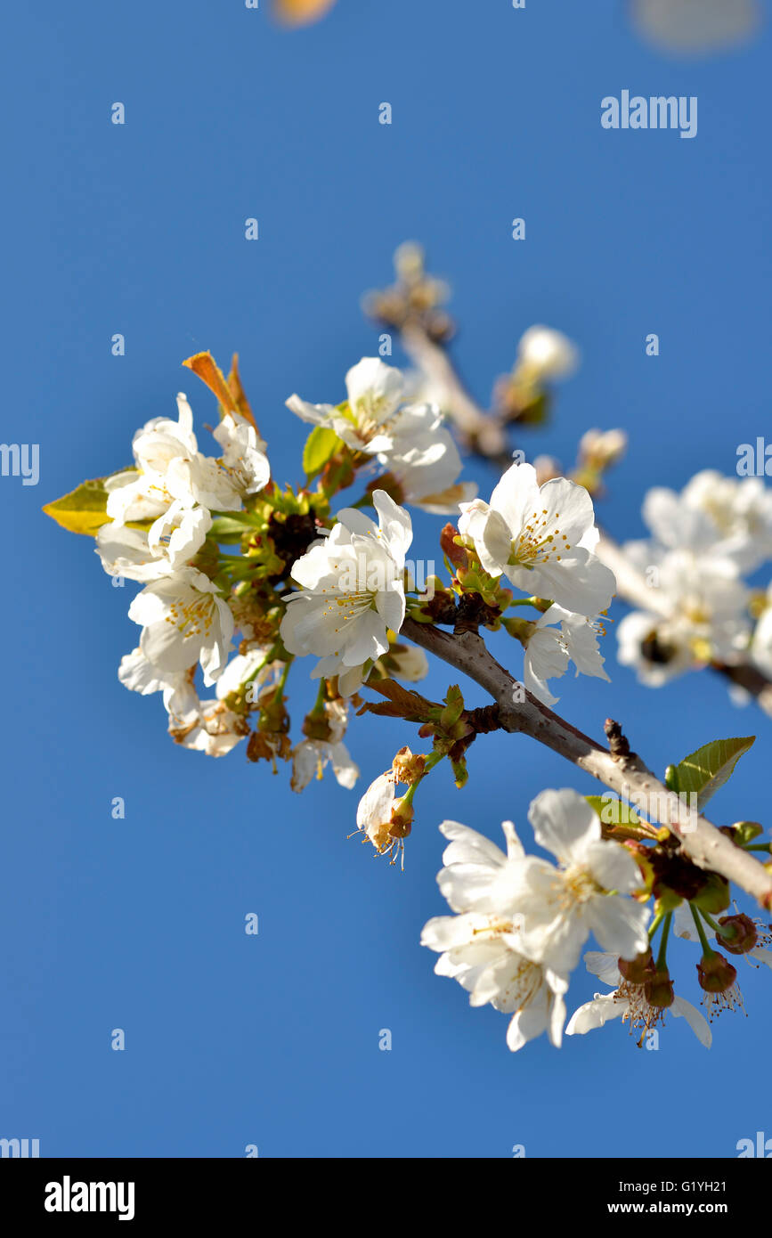 Kirschblüte, Prunus Cerasus Avium Frühling Stockfoto