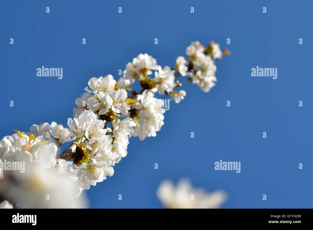 Kirschblüte, Prunus Cerasus Avium Frühling Stockfoto