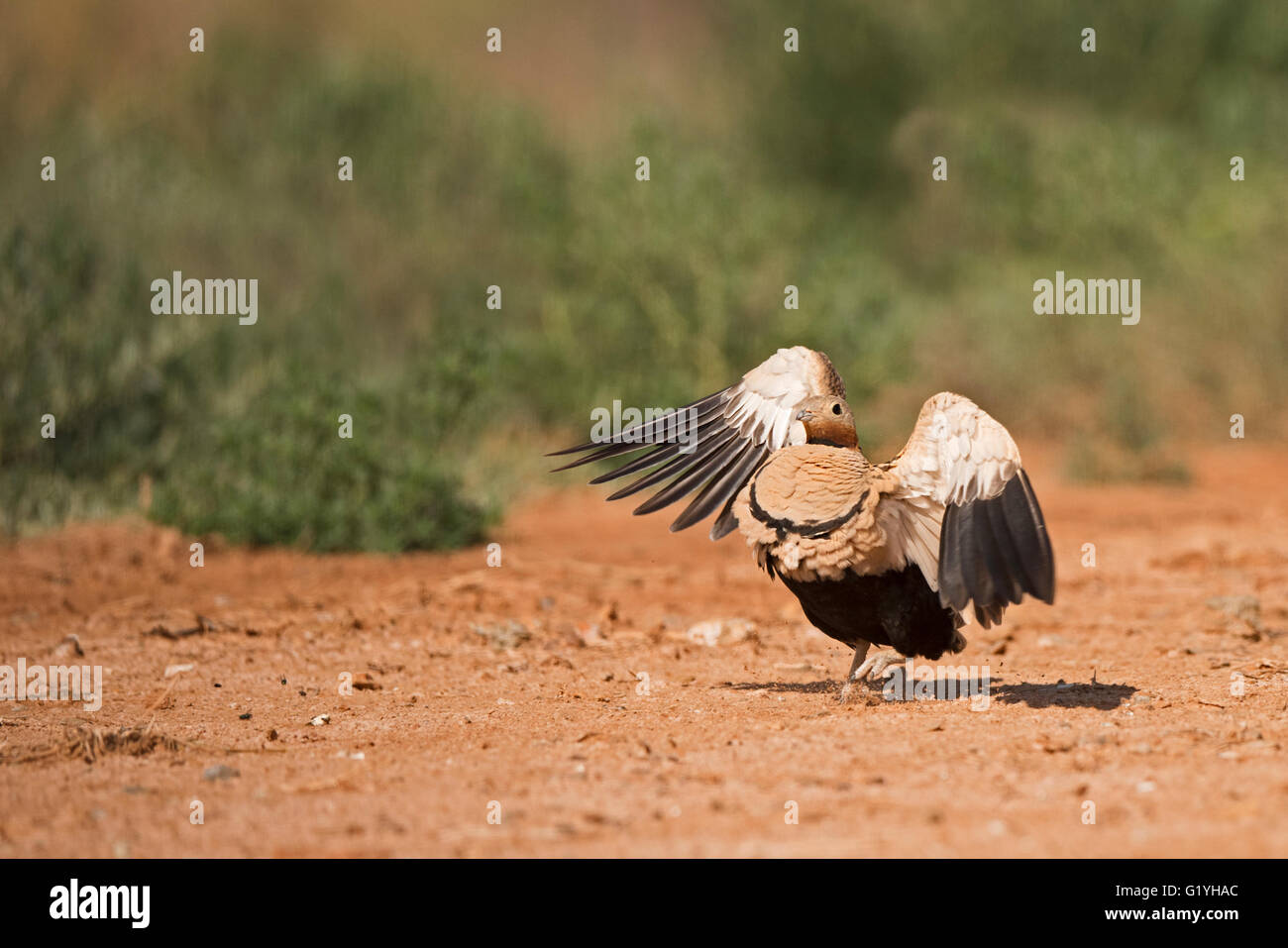 Schwarzbäuchigen Sandgrouse Pterocles Orientalis Belchite, Aragon, Spanien Juli Stockfoto