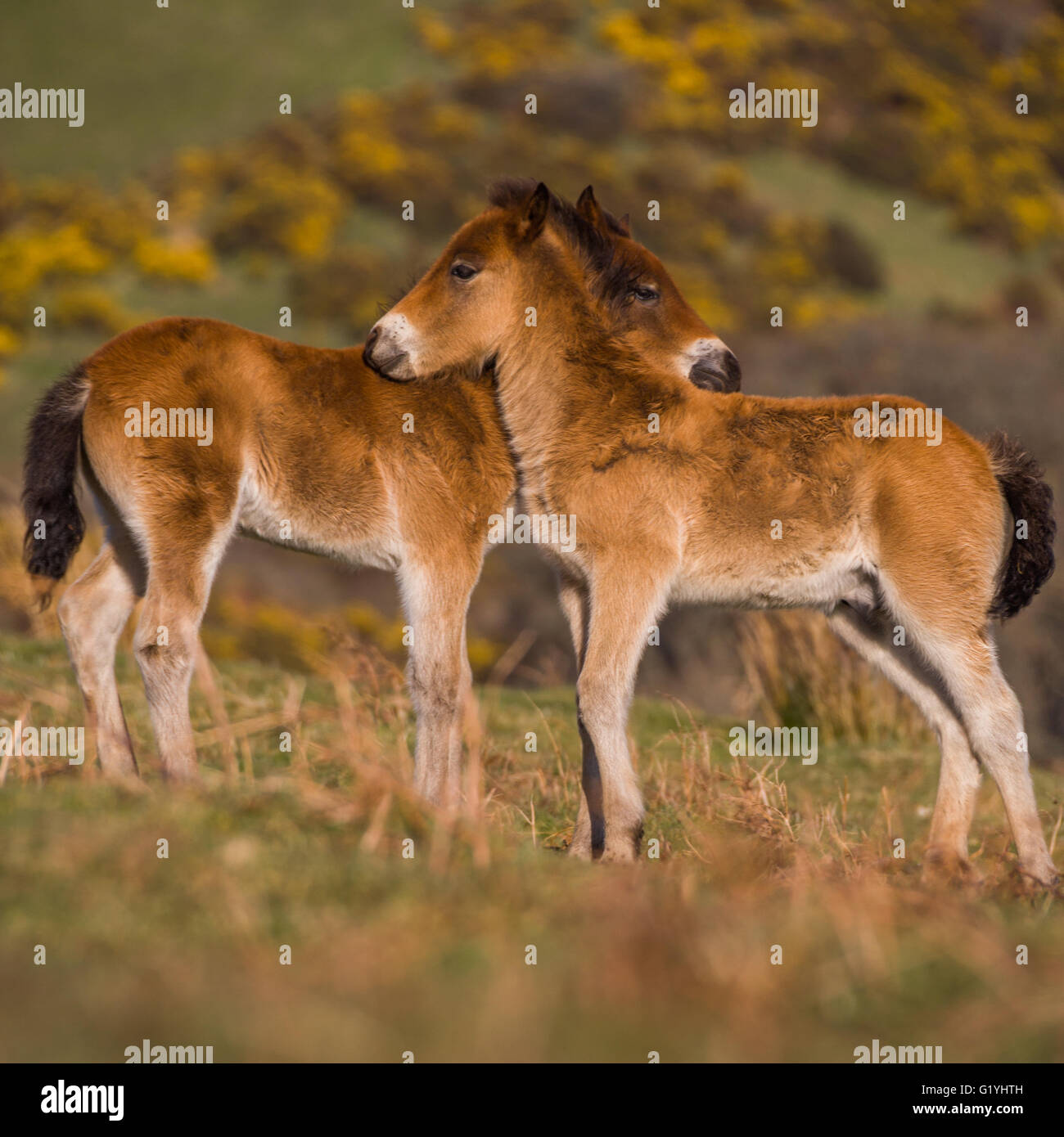 Zwei Exmoor Pony Fohlen, Exmoor, Großbritannien Stockfoto