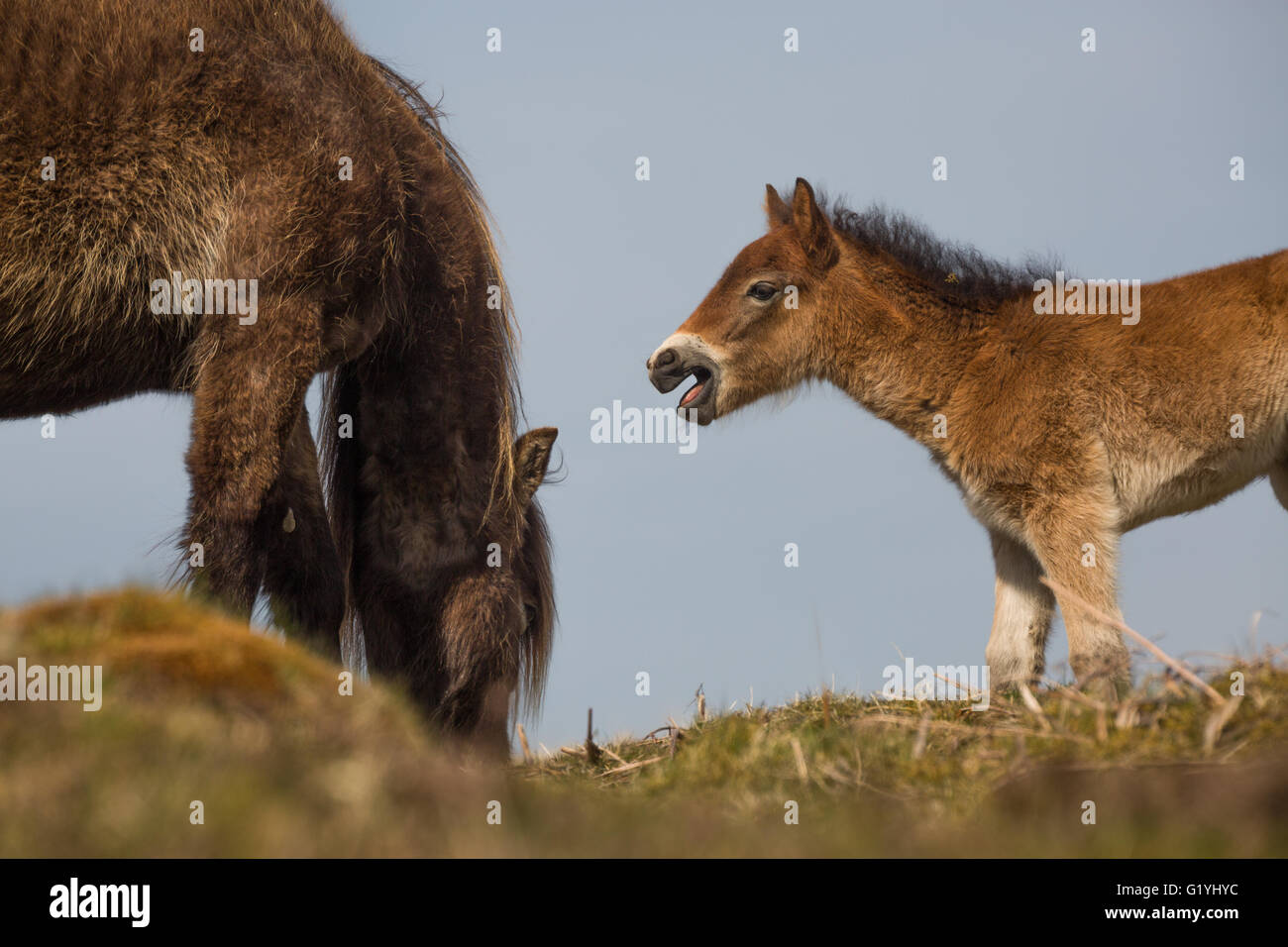 Exmoor Pony & junge Fohlen, die Versorgung Stockfoto