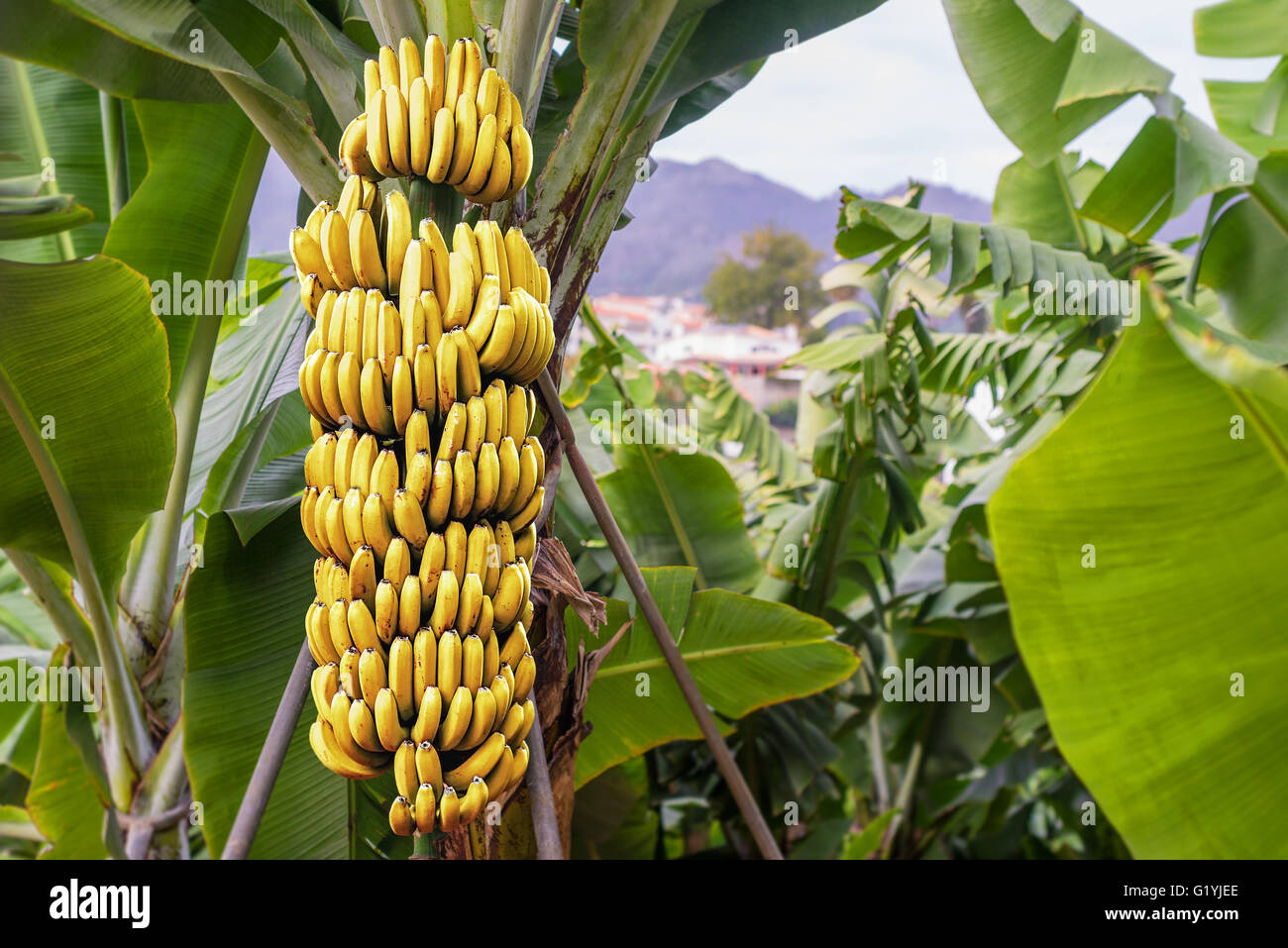 Bananenbaum mit einem Bündel von wachsenden Reife gelbe Bananen Plantage in Funchal, Madeira Insel, Portugal Stockfoto