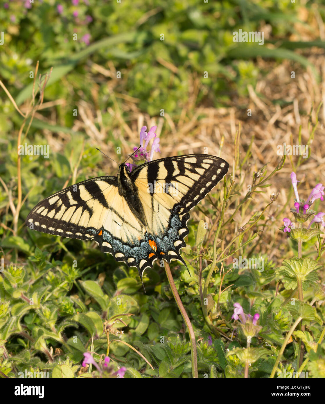 Östliche Tiger Schwalbenschwanz Schmetterling ernähren sich von kleinen rosa Blüten des gemeinsamen Henbit im zeitigen Frühjahr Stockfoto
