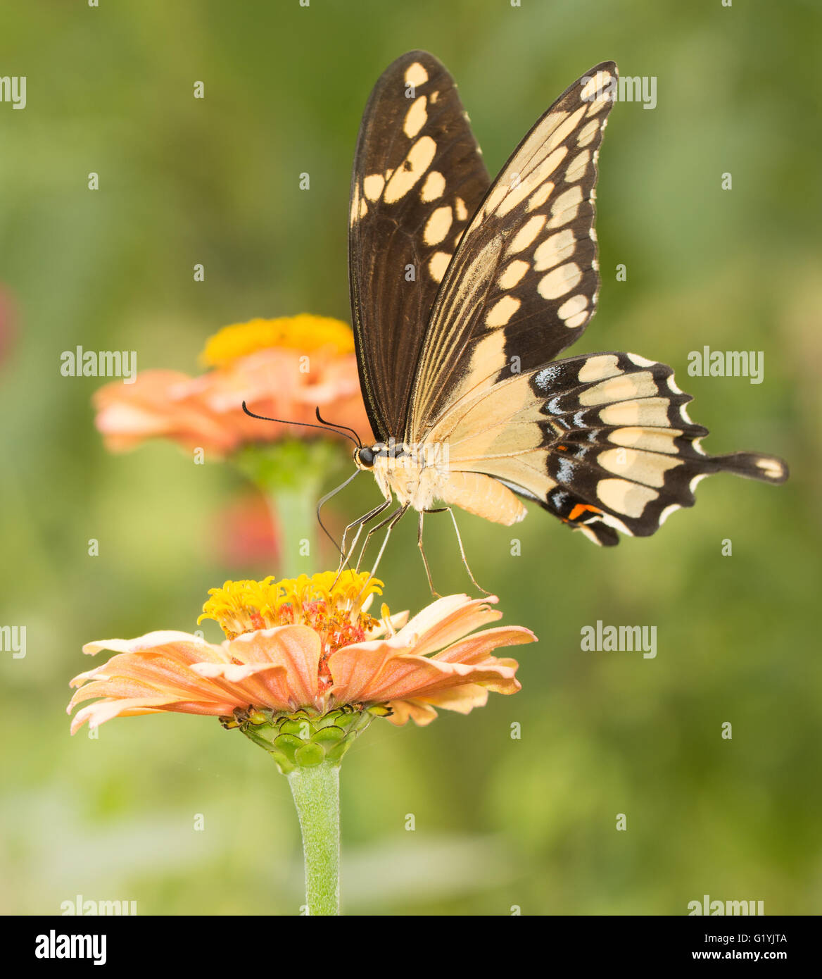 Riesige Schwalbenschwanz Schmetterling Fütterung auf eine Blume im Sommergarten Stockfoto