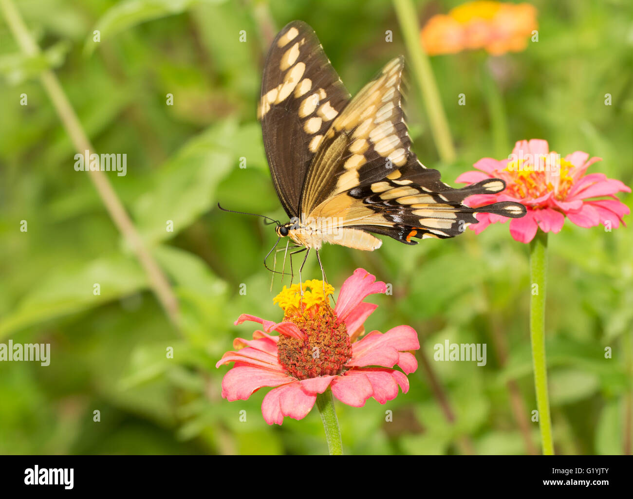 Riesige Schwalbenschwanz Schmetterling auf einem rosa Zinnia im Sommergarten Stockfoto
