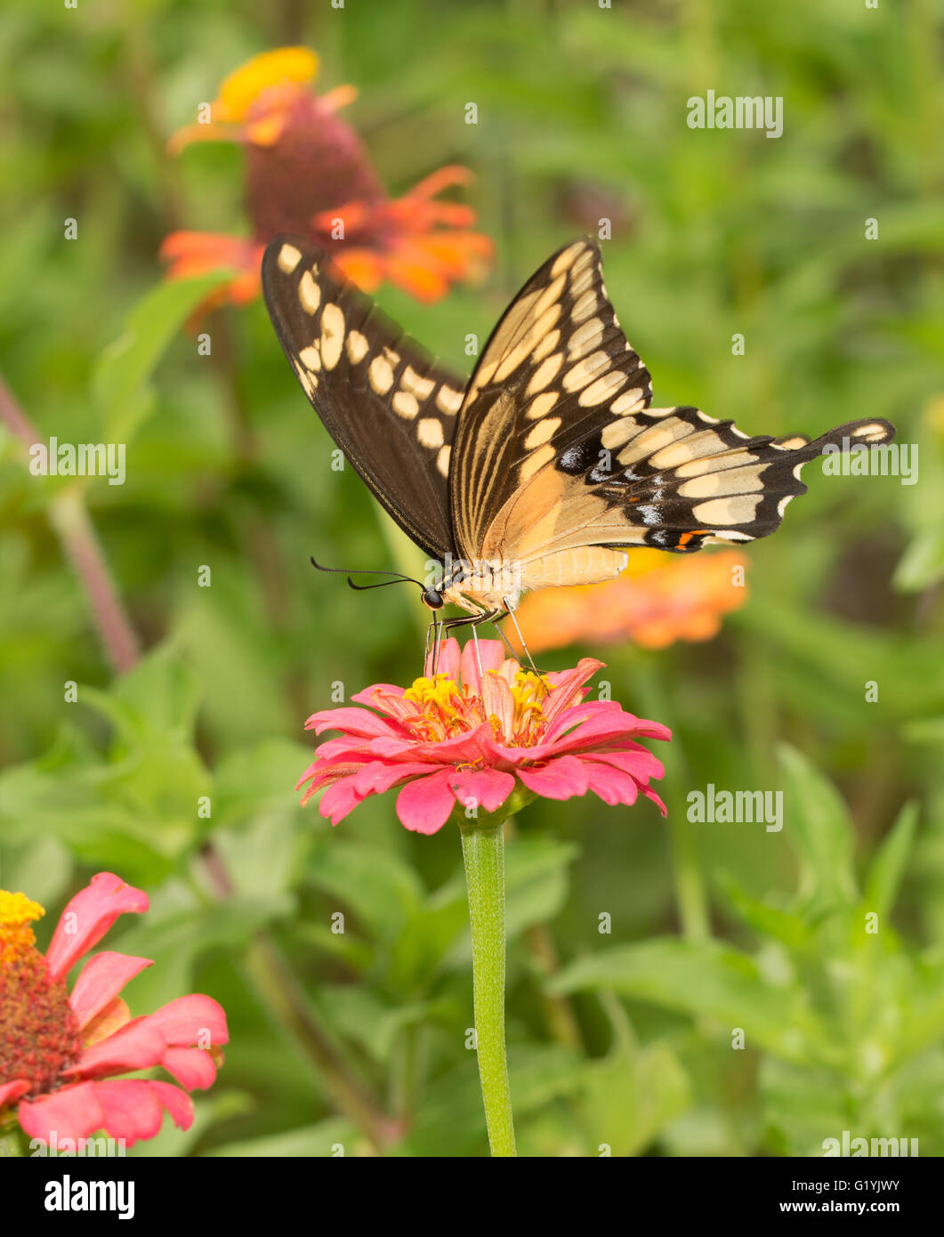 Schönen Papilio Cresphontes, riesigen Schwalbenschwanz Schmetterling auf einem rosa Zinnie Stockfoto