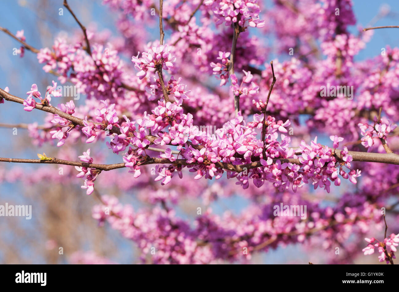 Zweige voll von rosa Blütentrauben am östlichen Redbud Baum im Frühling Stockfoto