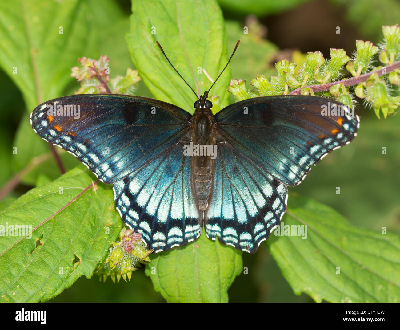 Red-spotted lila Admiral Schmetterling ruht auf einem gemalt Nesselblatt Stockfoto