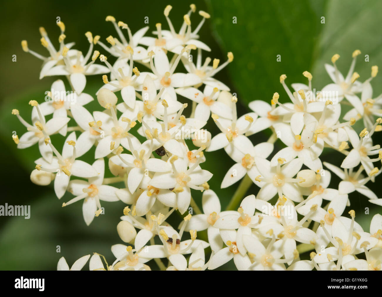 Winzige weiße Blütentrauben von Roughleaf Hartriegel im Frühjahr Stockfoto