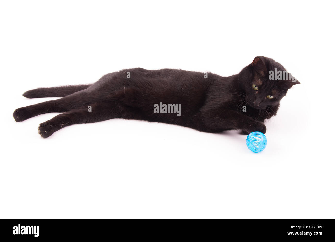 Schwarze Katze mit einem blauen Ball unter ihrer Pfote auf weiß Stockfoto