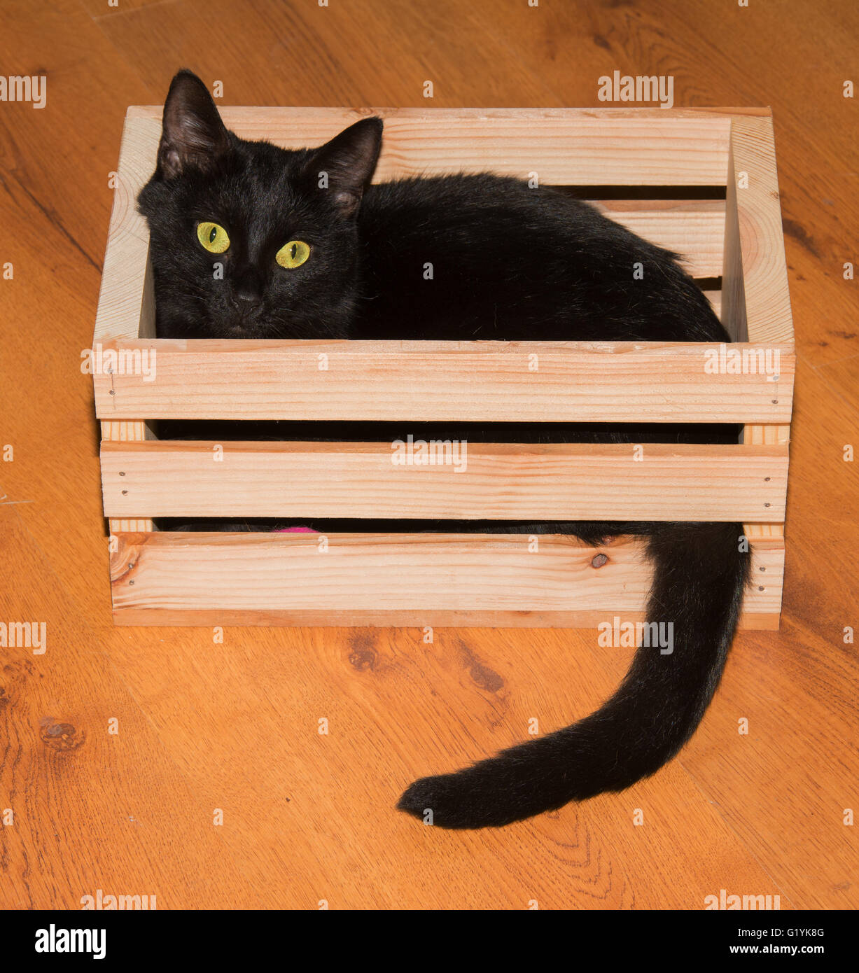 Schwarze Katze spielen und verstecken sich in einer Holzkiste, Blick auf den Betrachter Stockfoto