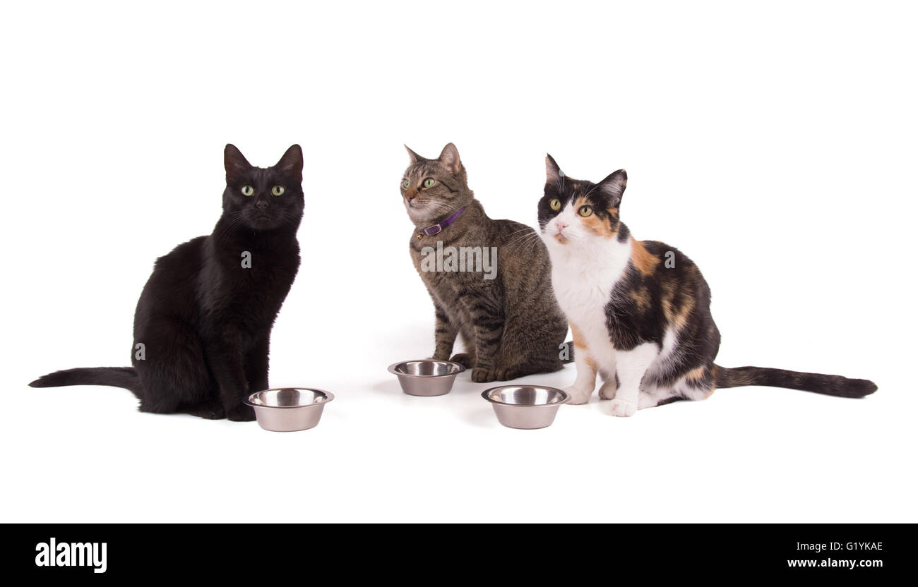 Drei Katzen sitzt neben ihrer Futternäpfe, nachschlagen; auf weiß Stockfoto