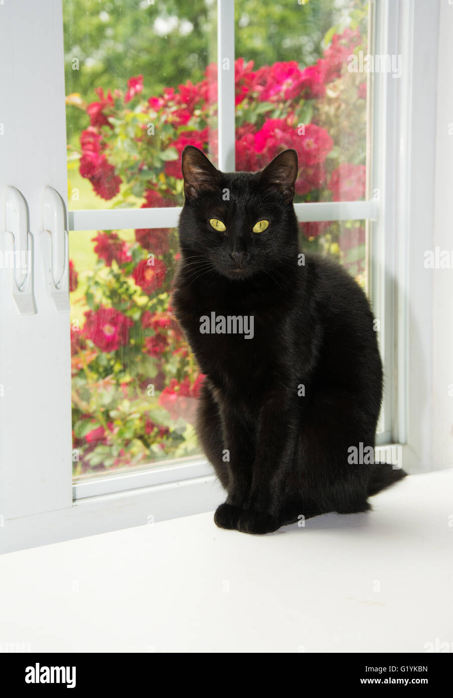 Schöne schwarze Katze sitzt vor ein weißes Fenster, Blick auf den Betrachter, mit Rosen auf dem Hintergrund Stockfoto