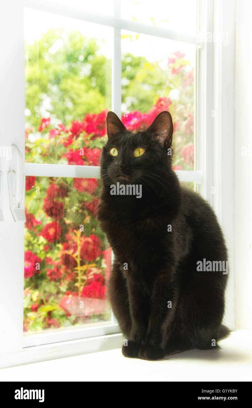 Schwarze Katze, die sitzt auf ein weißes Fenster mit Rosen hinter ihr, mit einer Erweichung Sonnenlicht-filter Stockfoto