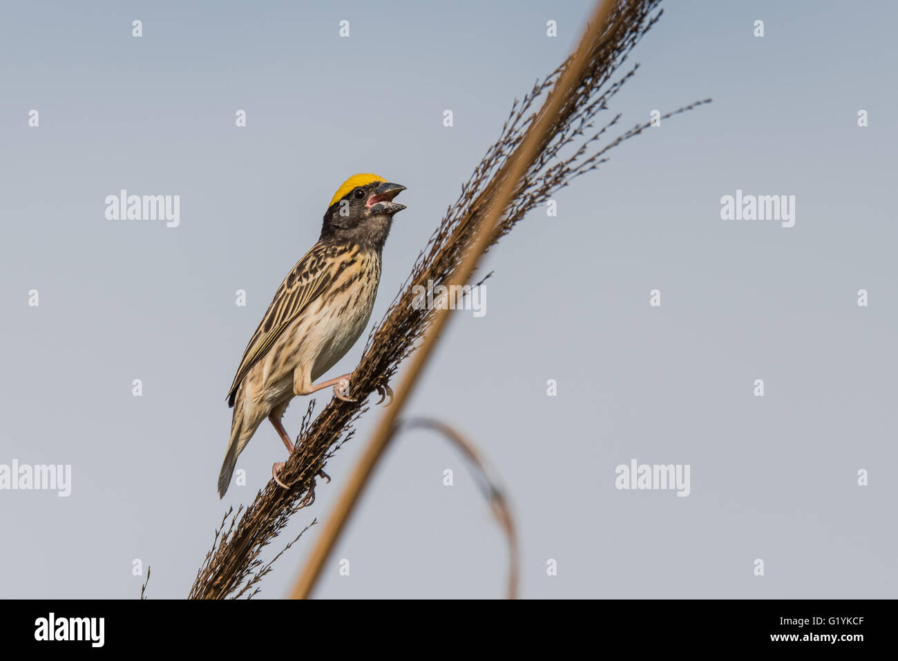 Gestreift Weaver thront, Ploceus Manyar. Der gestreift Weber ist eine Art von Webervogel in Südasien gefunden. Diese sind nicht als c Stockfoto