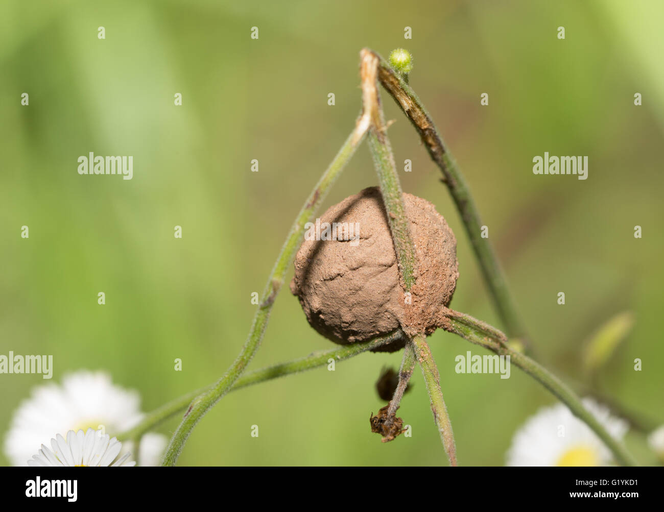 Ein Schlamm-beschichtete Ei-Sac gebaut von einer Spinne, an einem kleinen Wildblumen Stiel befestigt Stockfoto