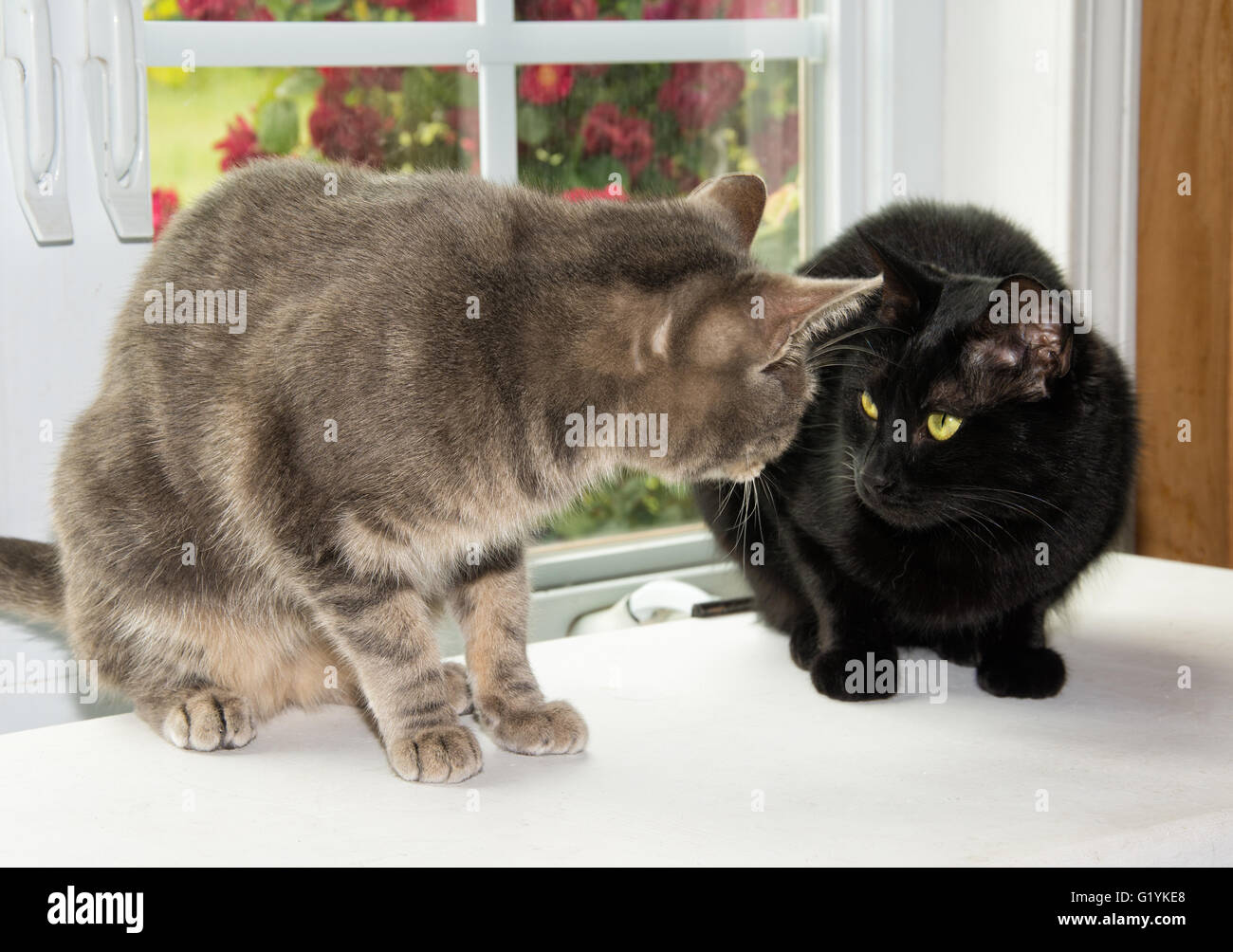 Zwei Katzen sahen einander verdächtig, vor einem Fenster Stockfoto