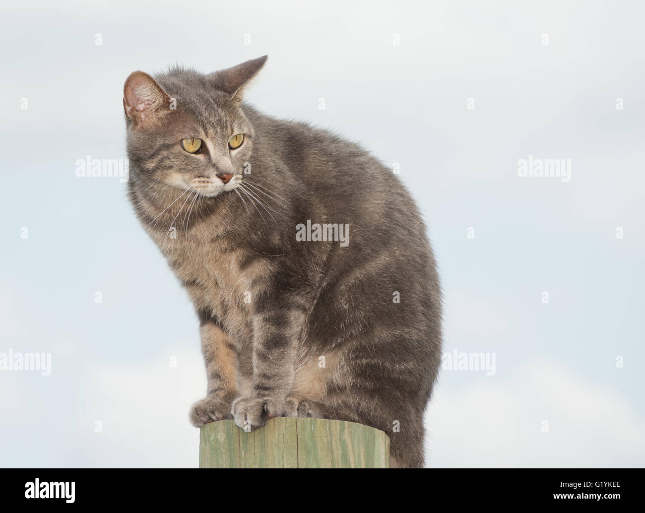 Unglücklich blau Tabby Katze suchen besorgt, sitting on Top of einen hohen Posten gegen bewölktem Himmel Stockfoto