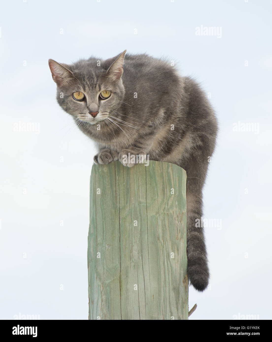 Blau Tabby Katze auf einem Zaunpfahl, von etwas Angst suchen Stockfoto