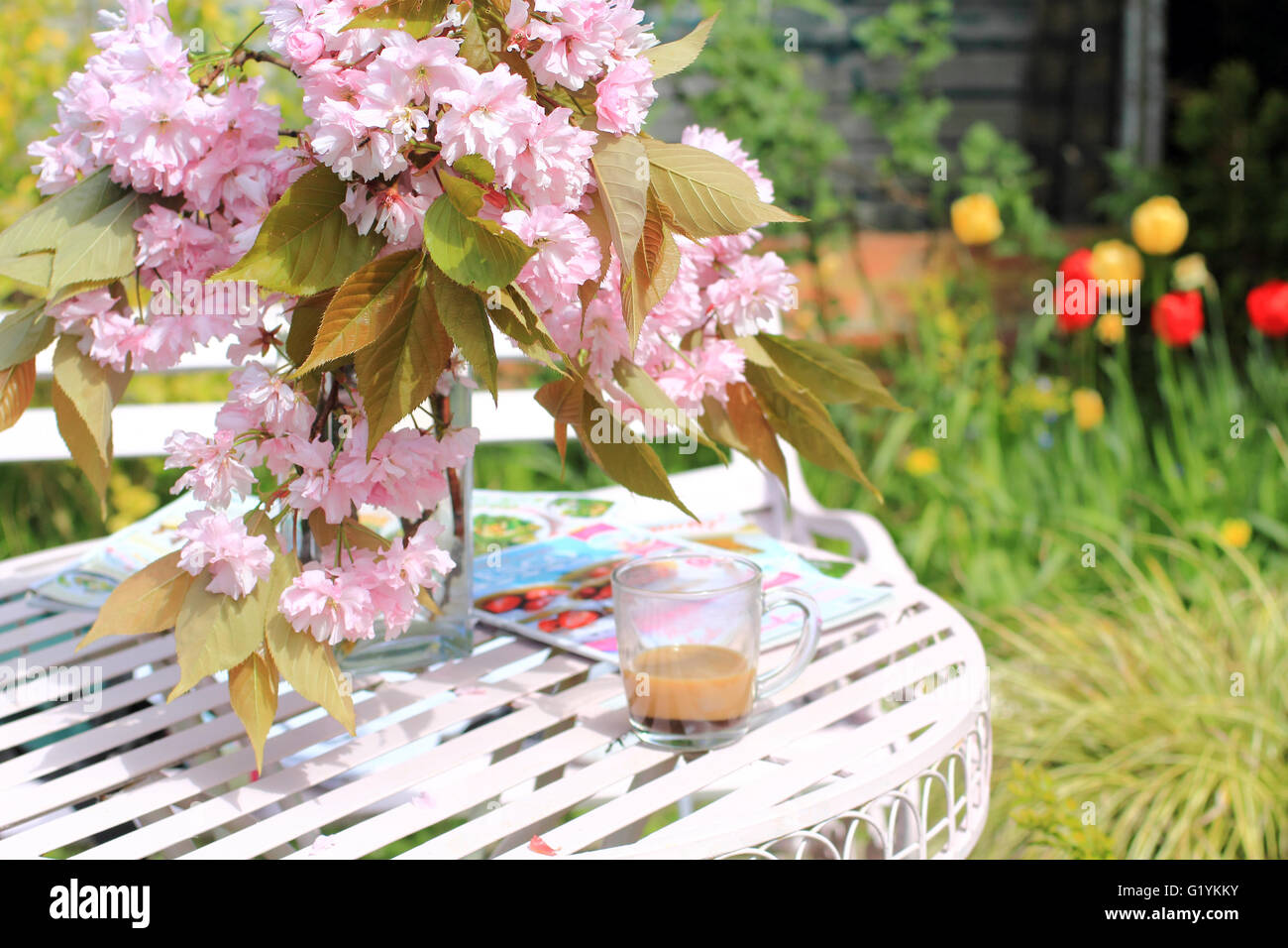 Japanische Kirschblüte in der Vase auf dem Tisch im Garten Stockfoto