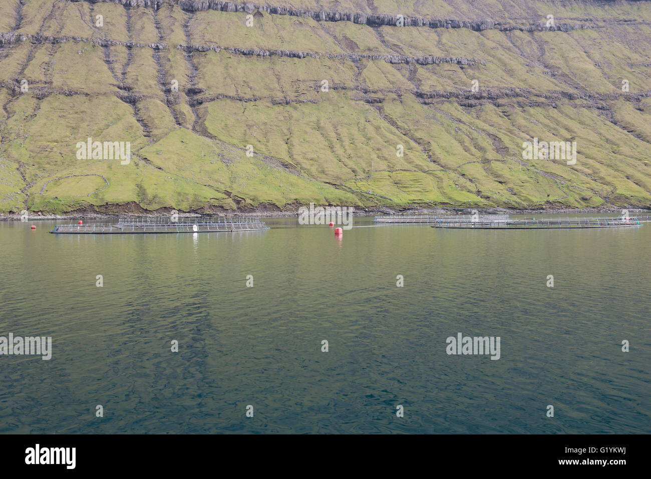 Nahaufnahme einer Lachszucht im Wasser auf den Färöer Inseln Stockfoto