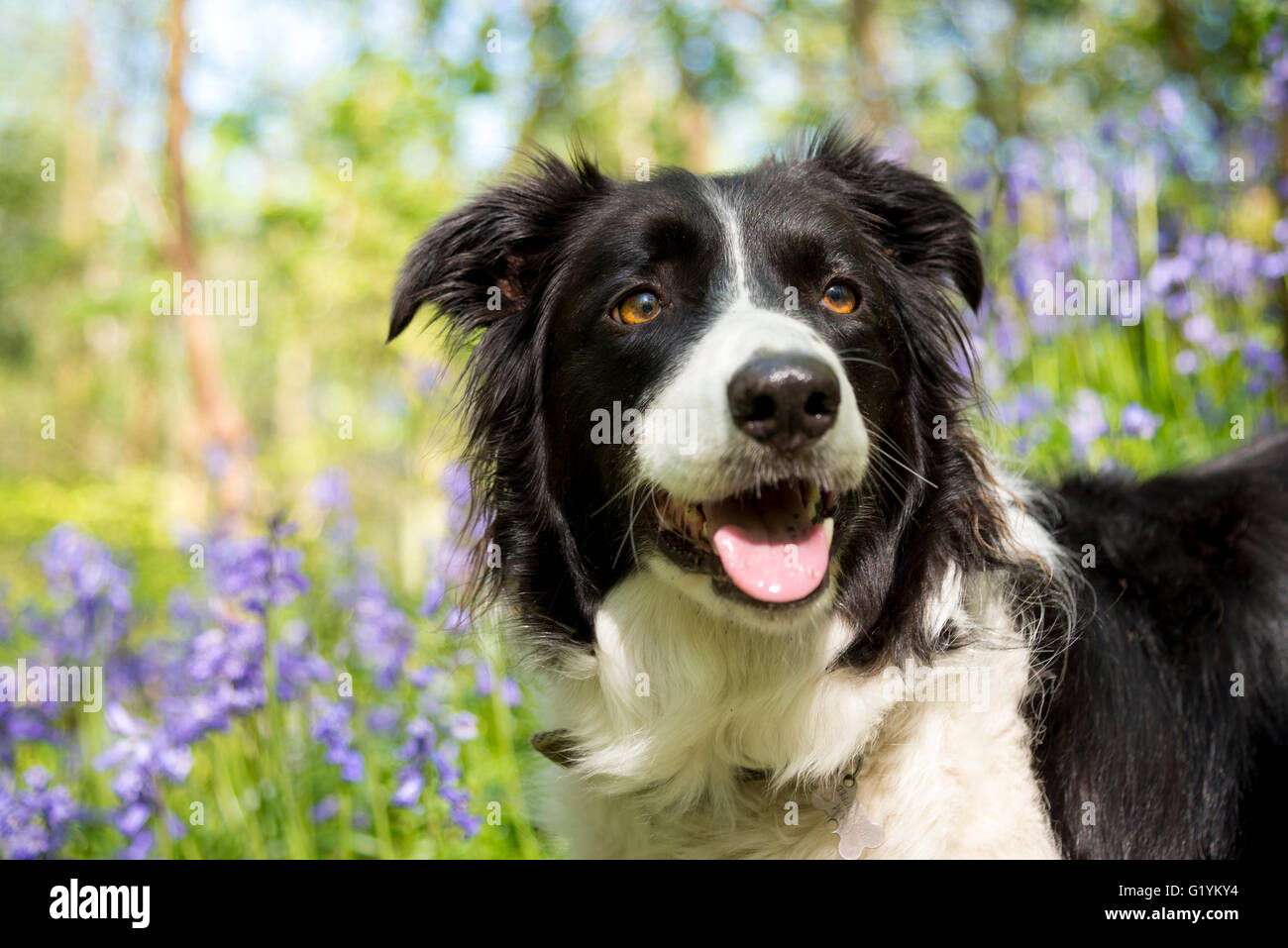 Border-Collie lächelnd an einem sonnigen Frühlingstag. Hintergrund der Glockenblumen und viel Grün. Stockfoto