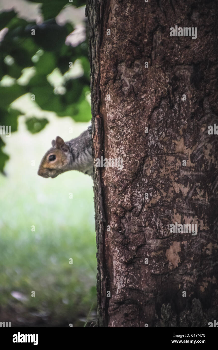 Eichhörnchen im park Stockfoto
