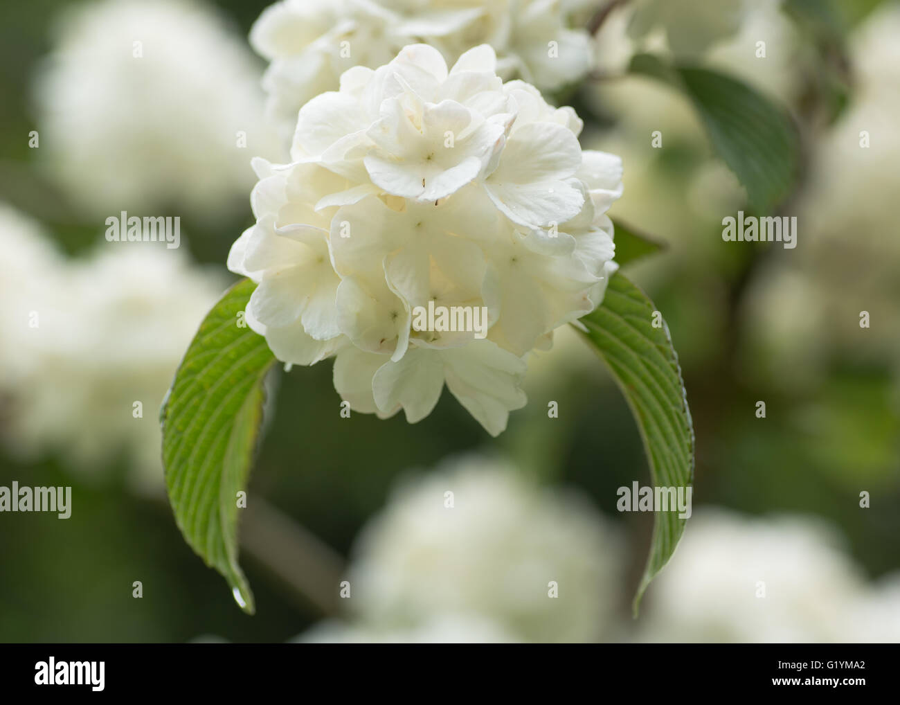 Japanischer Schneeball Strauch, Viburnum Plicatum F. Hornkraut "Steril". Weißen Lacecap-ähnlichen Blüten Strauch in Familie Adoxaceae Stockfoto