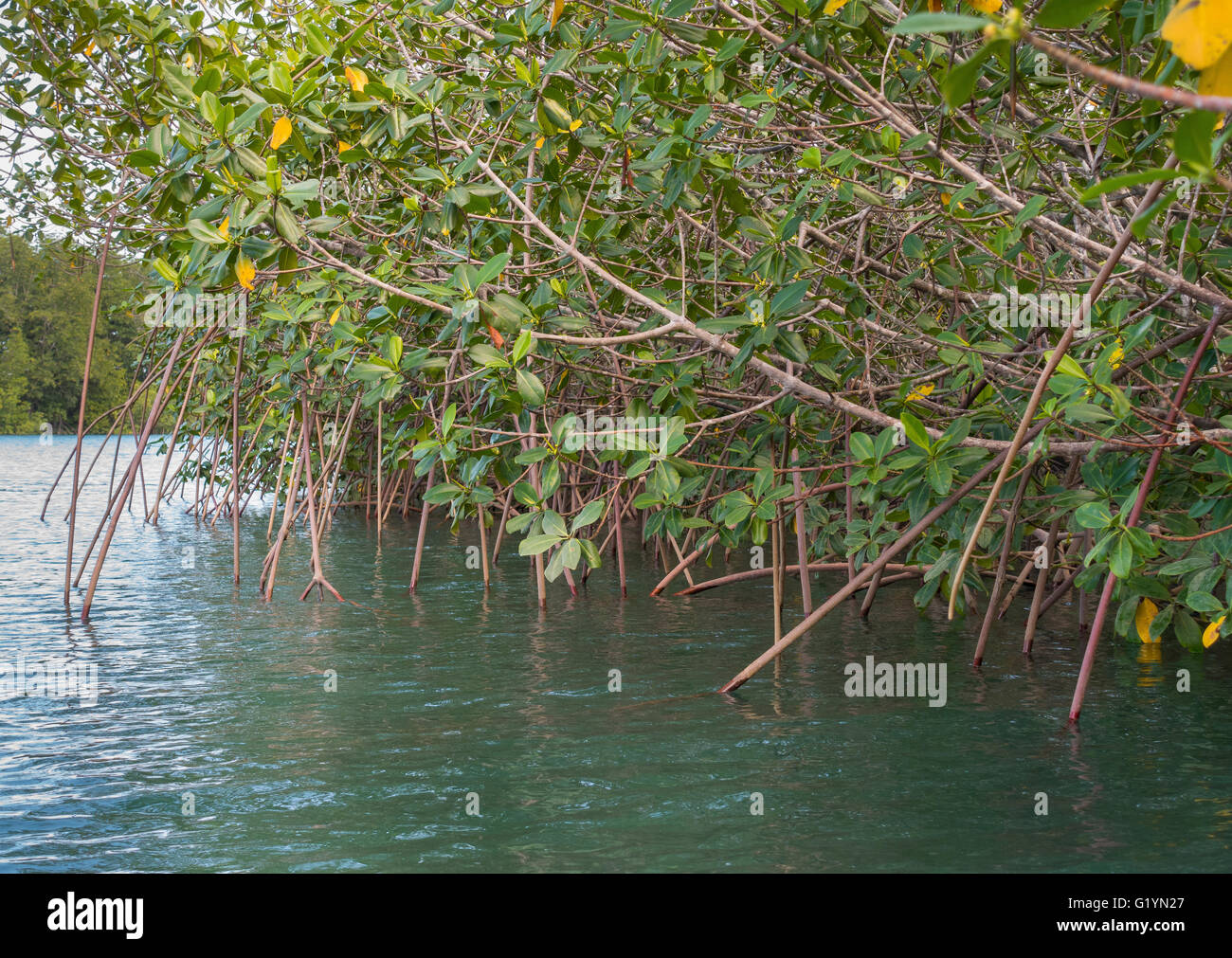 Die Halbinsel OSA, COSTA RICA - Mangrovensumpf. Stockfoto