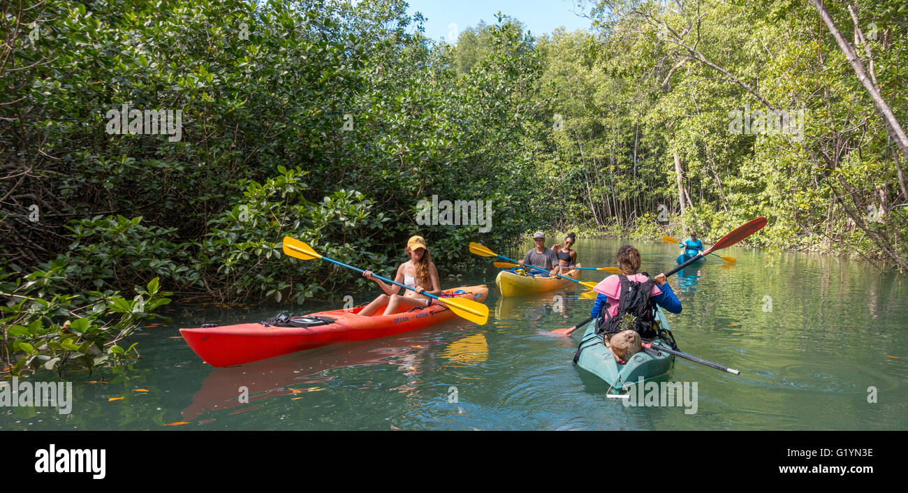 Die Halbinsel OSA, COSTA RICA - Personen Kajak in Mangrovensumpf. Stockfoto
