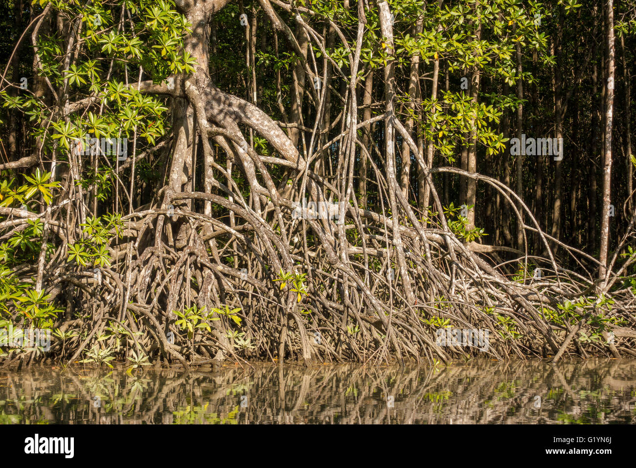 Die Halbinsel OSA, COSTA RICA - Fluss und Mangrove Sumpf. Stockfoto