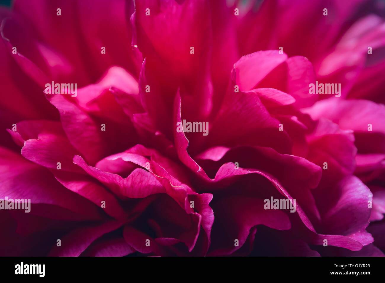 Pfingstrose Blumen Hintergrund Stockfoto