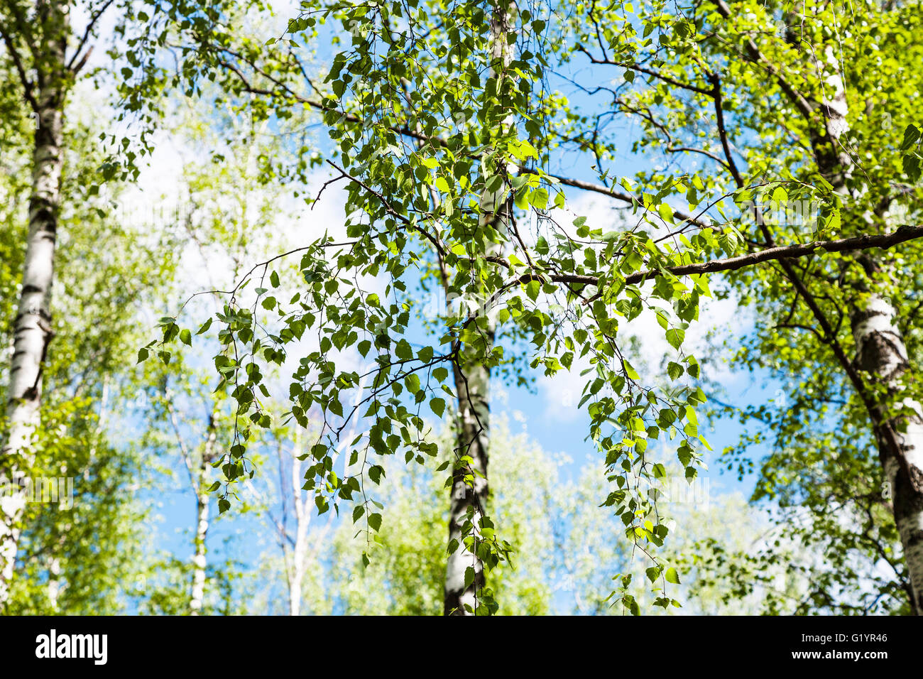 natürlichen Hintergrund - Zweig der Birke mit grünen Blättern in Birkenhain im Wald Stockfoto