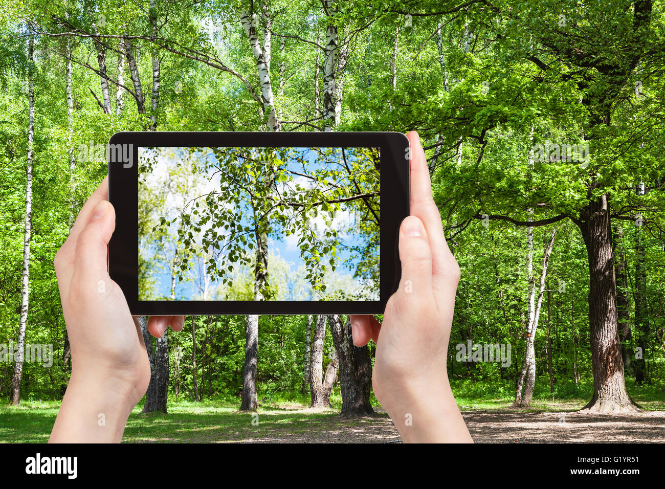 Saison Konzept - naturalistische Fotografien Birke Baum Zweig in grünen Waldlichtung auf smartphone Stockfoto