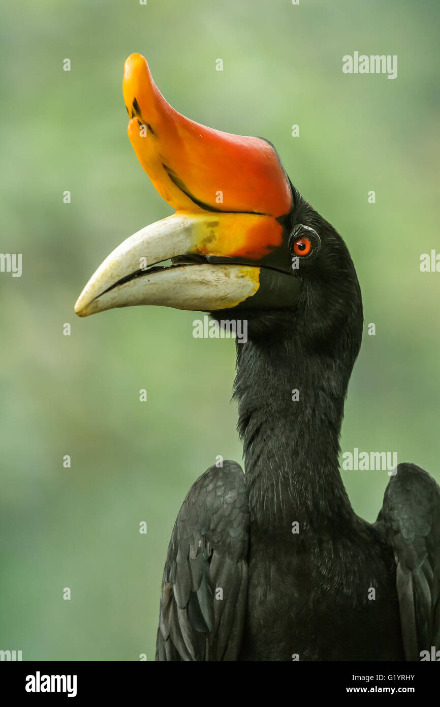 Rhinoceros Hornbill. Stockfoto