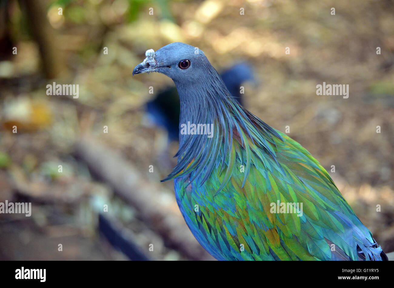 Schöne blaue Federn einer Taube Nicobar Stockfotografie - Alamy
