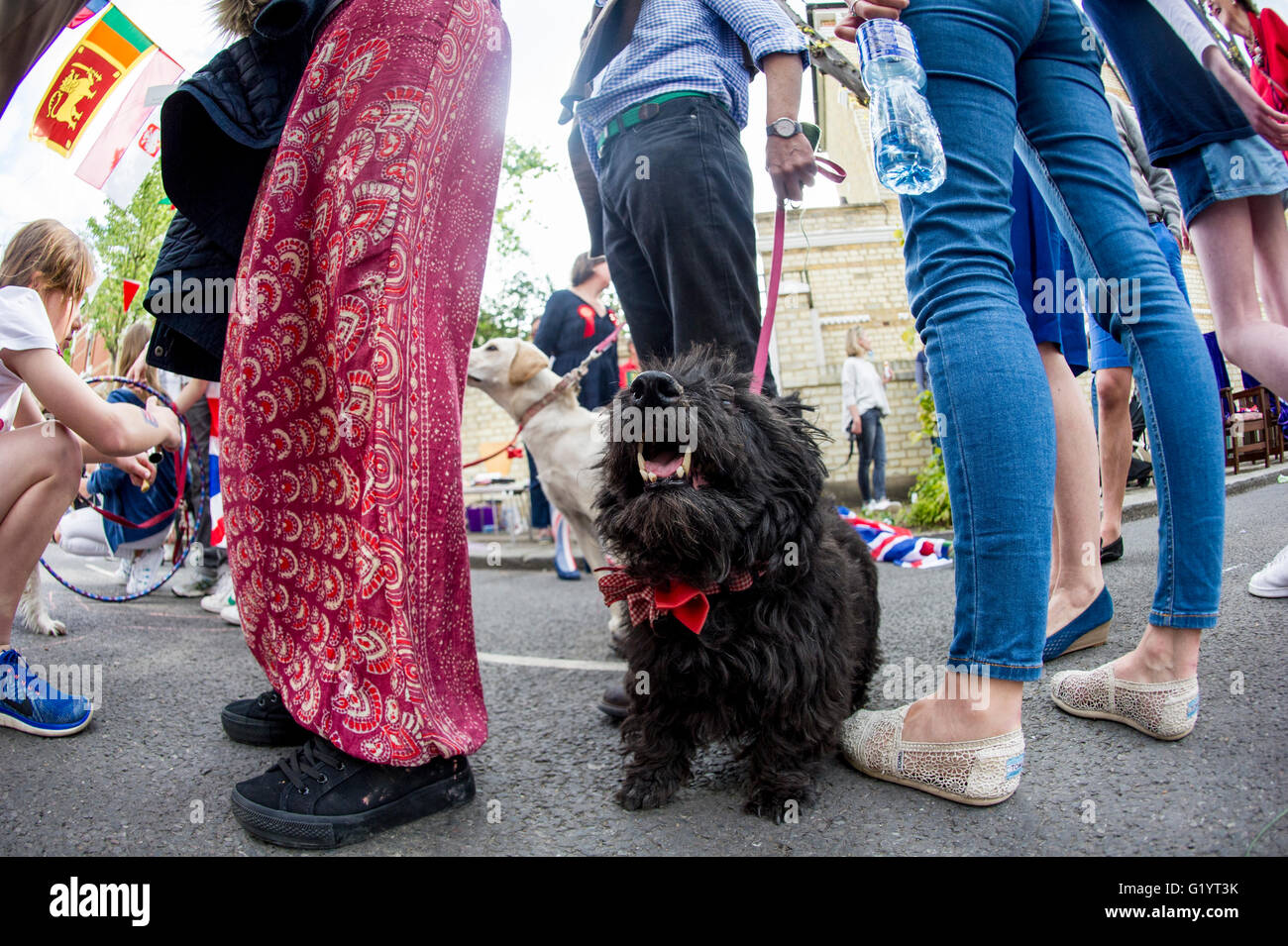 Scottish Terrier stehend auf Hinterbeine mit Zähne zeigen Stockfoto
