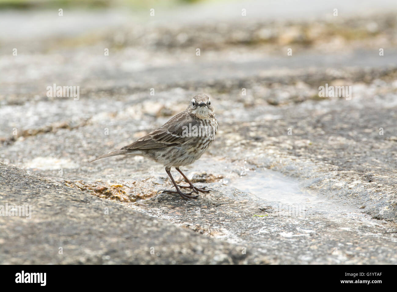 Rock-Pieper (Anthus Petrosus) auf Futtersuche entlang Küstenschutzes für Wirbellosen Beute. Stockfoto