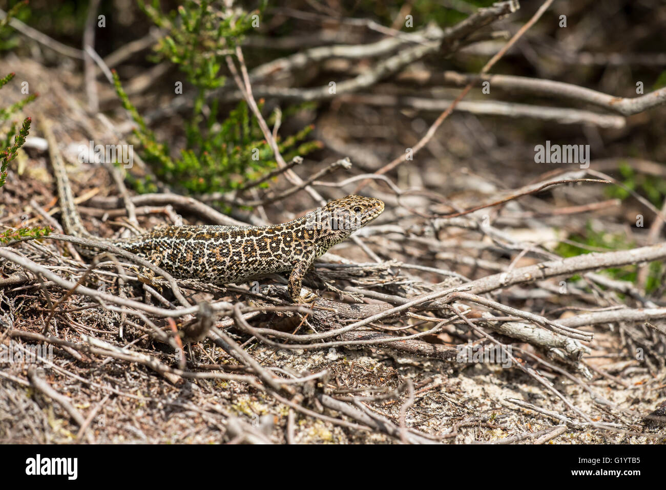 Zauneidechse (Lacerta Agilis), weiblich in Heide. Stockfoto