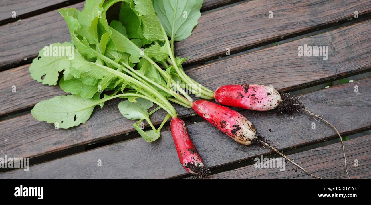 Drei Radieschen frisch aus dem Boden mit Erde und Wurzeln noch befestigt gezogen Stockfoto